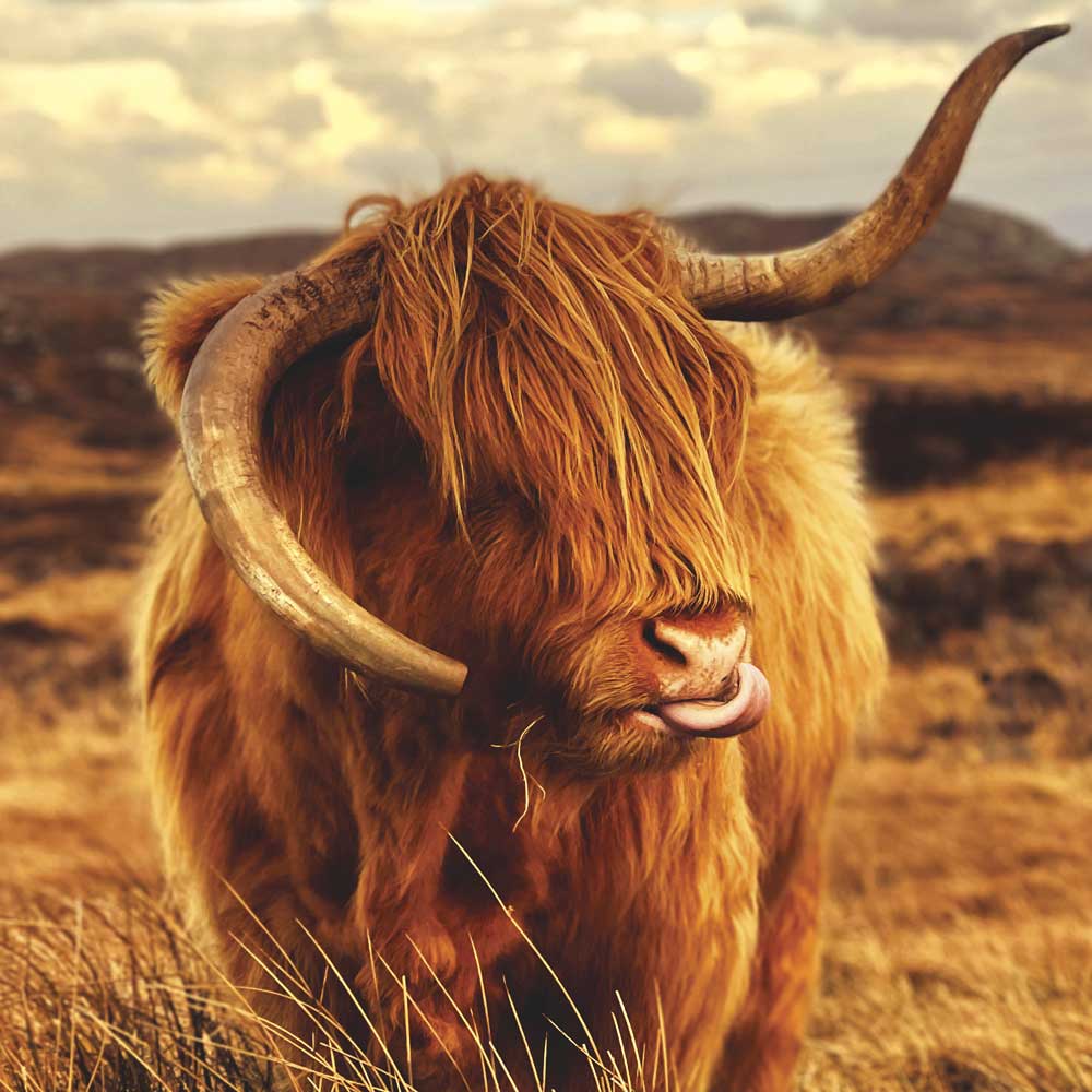 Isle of Coll Cow